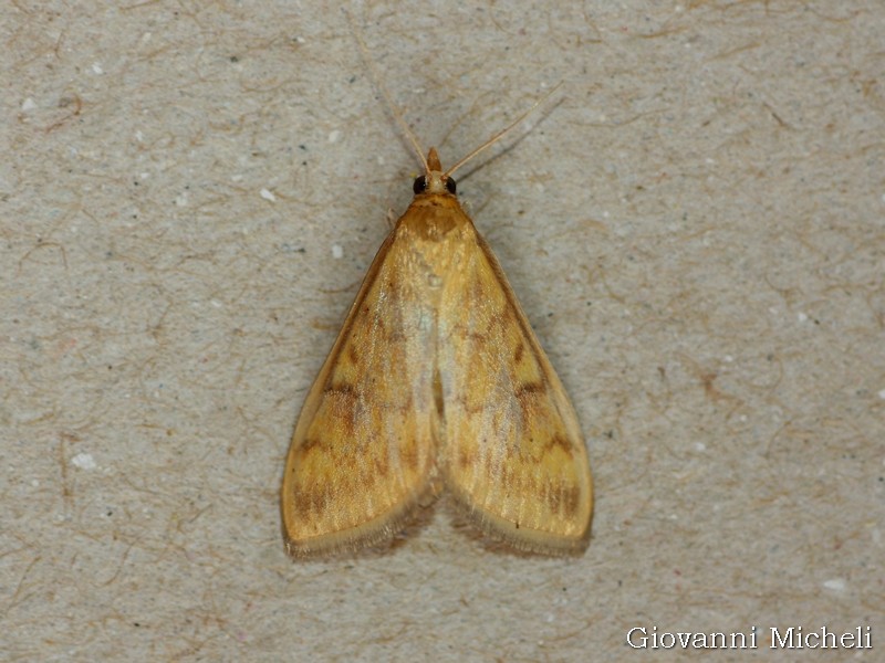 Ostrinia nubilalis o Ecpyrrhorrhoe rubiginalis? O. nubilalis, Crambidae